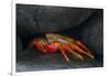 Ecuador, Galapagos Islands. Sally Lightfoot Crab under Rock-Jaynes Gallery-Framed Photographic Print