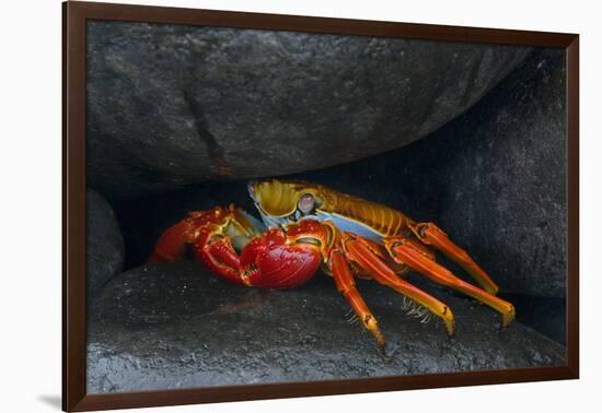 Ecuador, Galapagos Islands. Sally Lightfoot Crab under Rock-Jaynes Gallery-Framed Photographic Print