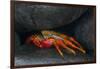 Ecuador, Galapagos Islands. Sally Lightfoot Crab under Rock-Jaynes Gallery-Framed Photographic Print