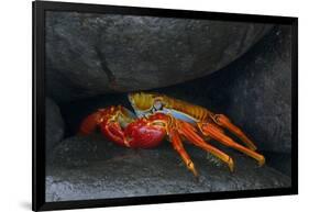 Ecuador, Galapagos Islands. Sally Lightfoot Crab under Rock-Jaynes Gallery-Framed Photographic Print