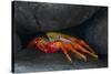 Ecuador, Galapagos Islands. Sally Lightfoot Crab under Rock-Jaynes Gallery-Stretched Canvas