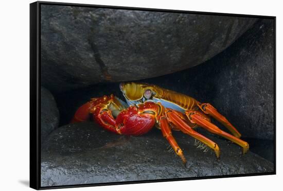 Ecuador, Galapagos Islands. Sally Lightfoot Crab under Rock-Jaynes Gallery-Framed Stretched Canvas
