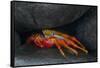 Ecuador, Galapagos Islands. Sally Lightfoot Crab under Rock-Jaynes Gallery-Framed Stretched Canvas