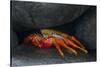 Ecuador, Galapagos Islands. Sally Lightfoot Crab under Rock-Jaynes Gallery-Stretched Canvas