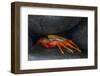 Ecuador, Galapagos Islands. Sally Lightfoot Crab under Rock-Jaynes Gallery-Framed Photographic Print