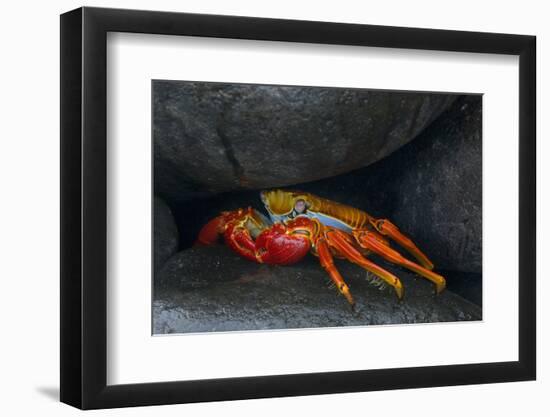 Ecuador, Galapagos Islands. Sally Lightfoot Crab under Rock-Jaynes Gallery-Framed Photographic Print