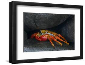 Ecuador, Galapagos Islands. Sally Lightfoot Crab under Rock-Jaynes Gallery-Framed Photographic Print