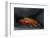 Ecuador, Galapagos Islands. Sally Lightfoot Crab under Rock-Jaynes Gallery-Framed Photographic Print