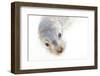 Ecuador, Galapagos Islands, San Cristobal, Cerro Brujo. Face of a Young Galapagos Sea Lion-Ellen Goff-Framed Photographic Print