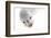 Ecuador, Galapagos Islands, San Cristobal, Cerro Brujo. Face of a Young Galapagos Sea Lion-Ellen Goff-Framed Photographic Print