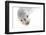 Ecuador, Galapagos Islands, San Cristobal, Cerro Brujo. Face of a Young Galapagos Sea Lion-Ellen Goff-Framed Photographic Print