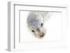 Ecuador, Galapagos Islands, San Cristobal, Cerro Brujo. Face of a Young Galapagos Sea Lion-Ellen Goff-Framed Photographic Print