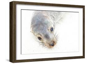 Ecuador, Galapagos Islands, San Cristobal, Cerro Brujo. Face of a Young Galapagos Sea Lion-Ellen Goff-Framed Photographic Print