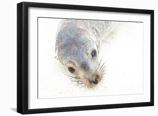 Ecuador, Galapagos Islands, San Cristobal, Cerro Brujo. Face of a Young Galapagos Sea Lion-Ellen Goff-Framed Photographic Print