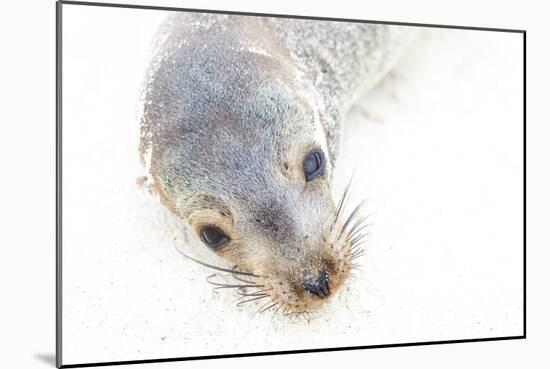 Ecuador, Galapagos Islands, San Cristobal, Cerro Brujo. Face of a Young Galapagos Sea Lion-Ellen Goff-Mounted Photographic Print