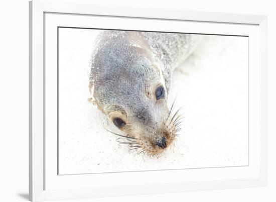 Ecuador, Galapagos Islands, San Cristobal, Cerro Brujo. Face of a Young Galapagos Sea Lion-Ellen Goff-Framed Photographic Print