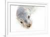 Ecuador, Galapagos Islands, San Cristobal, Cerro Brujo. Face of a Young Galapagos Sea Lion-Ellen Goff-Framed Photographic Print