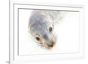 Ecuador, Galapagos Islands, San Cristobal, Cerro Brujo. Face of a Young Galapagos Sea Lion-Ellen Goff-Framed Photographic Print