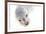 Ecuador, Galapagos Islands, San Cristobal, Cerro Brujo. Face of a Young Galapagos Sea Lion-Ellen Goff-Framed Photographic Print