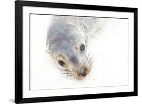 Ecuador, Galapagos Islands, San Cristobal, Cerro Brujo. Face of a Young Galapagos Sea Lion-Ellen Goff-Framed Photographic Print