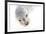 Ecuador, Galapagos Islands, San Cristobal, Cerro Brujo. Face of a Young Galapagos Sea Lion-Ellen Goff-Framed Photographic Print