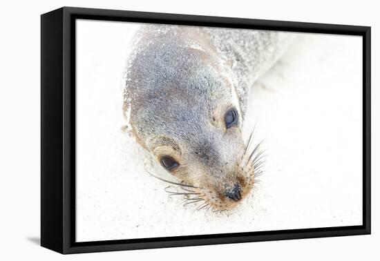 Ecuador, Galapagos Islands, San Cristobal, Cerro Brujo. Face of a Young Galapagos Sea Lion-Ellen Goff-Framed Stretched Canvas