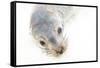 Ecuador, Galapagos Islands, San Cristobal, Cerro Brujo. Face of a Young Galapagos Sea Lion-Ellen Goff-Framed Stretched Canvas