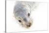 Ecuador, Galapagos Islands, San Cristobal, Cerro Brujo. Face of a Young Galapagos Sea Lion-Ellen Goff-Stretched Canvas