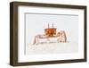 Ecuador, Galapagos Islands, San Cristobal, Cerro Brujo. Ghost Crab Portrait-Ellen Goff-Framed Photographic Print