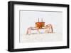 Ecuador, Galapagos Islands, San Cristobal, Cerro Brujo. Ghost Crab Portrait-Ellen Goff-Framed Photographic Print