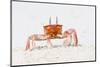 Ecuador, Galapagos Islands, San Cristobal, Cerro Brujo. Ghost Crab Portrait-Ellen Goff-Mounted Photographic Print