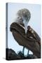 Ecuador, Galapagos Islands, Santa Cruz. Black Turtle Cove, Blue-footed booby perching.-Yuri Choufour-Stretched Canvas