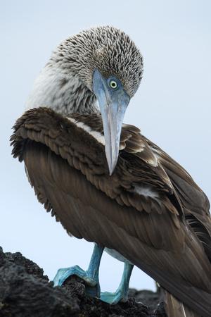 https://imgc.allpostersimages.com/img/posters/ecuador-galapagos-islands-santa-cruz-black-turtle-cove-blue-footed-booby-perching_u-L-Q1GSM1B0.jpg?artPerspective=n
