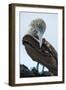 Ecuador, Galapagos Islands, Santa Cruz. Black Turtle Cove, Blue-footed booby perching.-Yuri Choufour-Framed Photographic Print