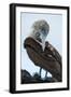 Ecuador, Galapagos Islands, Santa Cruz. Black Turtle Cove, Blue-footed booby perching.-Yuri Choufour-Framed Photographic Print