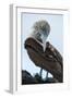 Ecuador, Galapagos Islands, Santa Cruz. Black Turtle Cove, Blue-footed booby perching.-Yuri Choufour-Framed Photographic Print