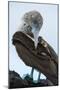 Ecuador, Galapagos Islands, Santa Cruz. Black Turtle Cove, Blue-footed booby perching.-Yuri Choufour-Mounted Photographic Print