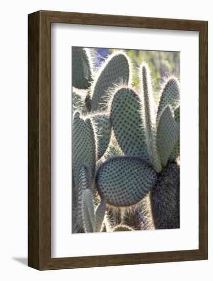 Ecuador, Galapagos Islands, Santa Cruz, Cerro Dragon, Prickly Pear Cactus Detail-Ellen Goff-Framed Photographic Print