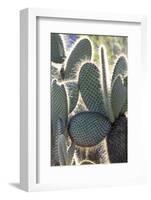 Ecuador, Galapagos Islands, Santa Cruz, Cerro Dragon, Prickly Pear Cactus Detail-Ellen Goff-Framed Photographic Print
