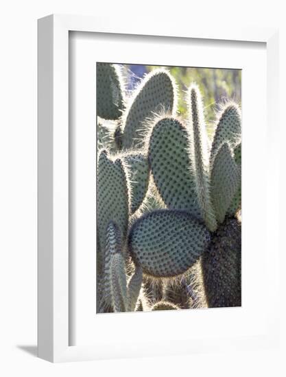 Ecuador, Galapagos Islands, Santa Cruz, Cerro Dragon, Prickly Pear Cactus Detail-Ellen Goff-Framed Photographic Print