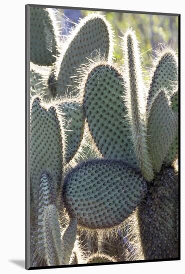 Ecuador, Galapagos Islands, Santa Cruz, Cerro Dragon, Prickly Pear Cactus Detail-Ellen Goff-Mounted Photographic Print