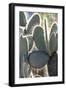 Ecuador, Galapagos Islands, Santa Cruz, Cerro Dragon, Prickly Pear Cactus Detail-Ellen Goff-Framed Photographic Print