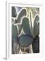 Ecuador, Galapagos Islands, Santa Cruz, Cerro Dragon, Prickly Pear Cactus Detail-Ellen Goff-Framed Photographic Print