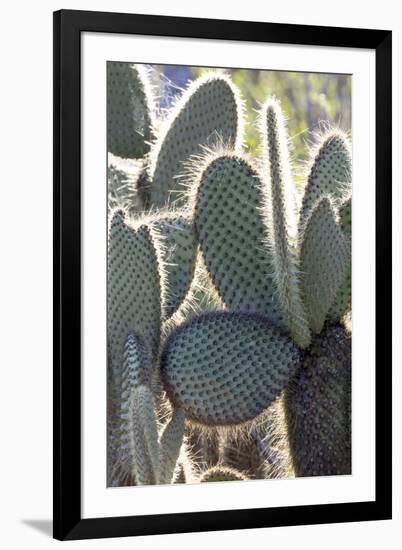 Ecuador, Galapagos Islands, Santa Cruz, Cerro Dragon, Prickly Pear Cactus Detail-Ellen Goff-Framed Photographic Print