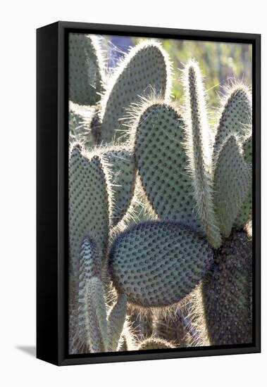 Ecuador, Galapagos Islands, Santa Cruz, Cerro Dragon, Prickly Pear Cactus Detail-Ellen Goff-Framed Stretched Canvas