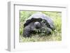 Ecuador, Galapagos Islands, Santa Cruz Highlands, Galapagos Giant Tortoise in the Grass-Ellen Goff-Framed Photographic Print