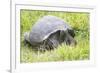 Ecuador, Galapagos Islands, Santa Cruz Highlands. Wild Galapagos Giant Tortoise in the Grass-Ellen Goff-Framed Photographic Print