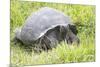 Ecuador, Galapagos Islands, Santa Cruz Highlands. Wild Galapagos Giant Tortoise in the Grass-Ellen Goff-Mounted Photographic Print