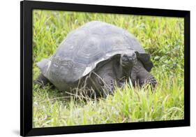 Ecuador, Galapagos Islands, Santa Cruz Highlands. Wild Galapagos Giant Tortoise in the Grass-Ellen Goff-Framed Photographic Print