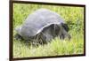 Ecuador, Galapagos Islands, Santa Cruz Highlands. Wild Galapagos Giant Tortoise in the Grass-Ellen Goff-Framed Photographic Print